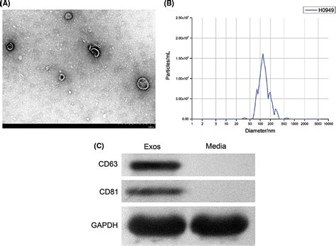 Biocell Free Full Text Immunoregulatory Effects Of Human Amniotic