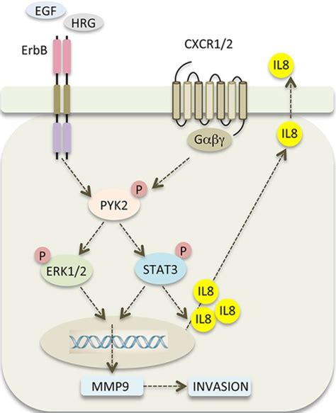 Pyk2 Integrates Growth Factor And Cytokine Receptors Signaling And