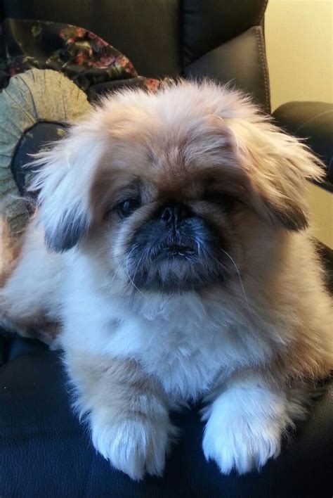 937 Best Pekingese Puppies Fur Baby Pekes Images On Pinterest Fur