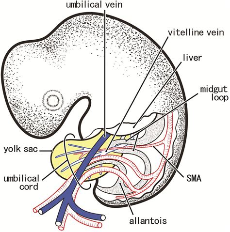 Diagram of the abdomen in a human embryo at 4–5 weeks. Left-side view ...