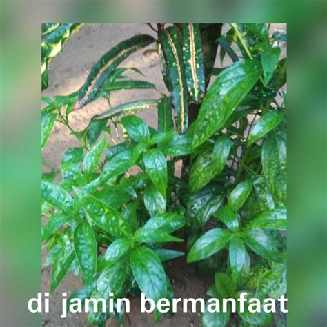 Jual Daun Sambiloto Segar Gram Di Lapak Alqodry Shop Bukalapak