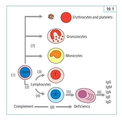 Immunodeficiency Flashcards Quizlet