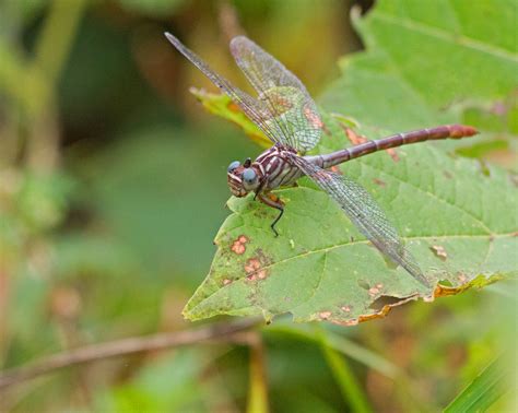 Russet Tipped Clubtail Stylurus Plagiatus Houska Park Flickr