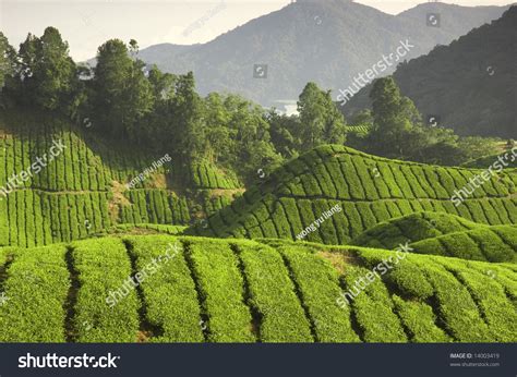 Tea Plantation Agriculture Stock Photo 14003419 : Shutterstock