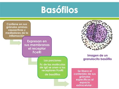 Rganos Linfoides Y C Lulas Del Sistema Inmunitario Ppt