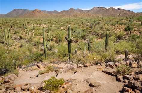 Rincon Mountains