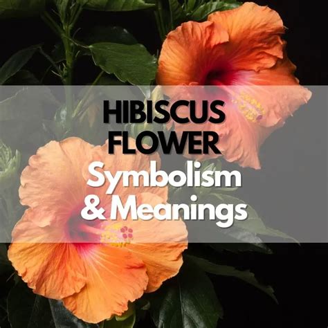 Hibiscus Flower Symbolism Meanings And History Symbol Genie