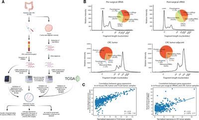 Frontiers Cell Free Circulating Tumor RNAs In Plasma As The Potential