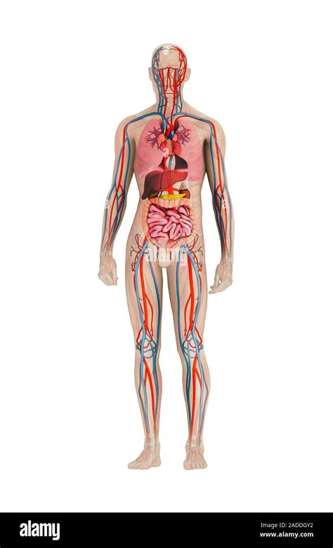 L Anatomie Humaine Illustration Montrant Les Organes Et Les