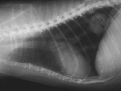 Feline Lungdigit Syndrome Unusual Metastatic Patterns Of Primary Lung