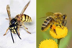 Diferencias Entre Avispas Y Abejas Plaguiplan