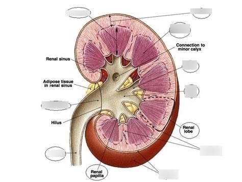 Kidney Labeling Diagram | Quizlet