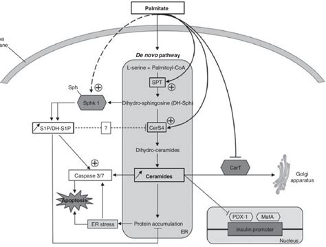 Illustration Showing The Role Of Sphingolipids In B Cell Apoptosis