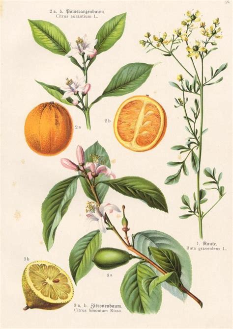 An Illustration Of Oranges And Flowers With Leaves