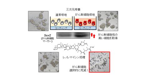 【がん治療研究】がんの親玉「がん幹細胞」を選択的に死滅させる中分子化合物を発見 がん医療に関する最新情報を収集（株）エス・エス・アイ