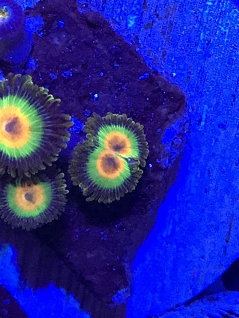 Zoa Morph - Is this common? | Reef2Reef