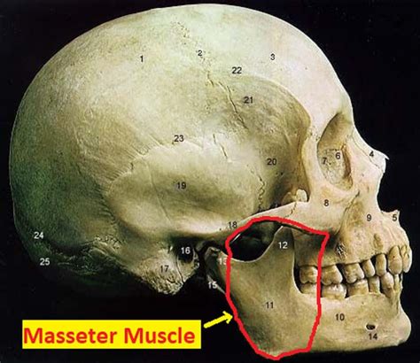 Illustration Of The Borders Of The Masseter Muscle R Anatomy