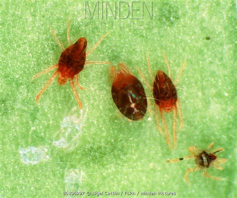 Minden Pictures Citrus Red Spider Mite Panonychus Citri Male And Female Mites On Citrus Leaf