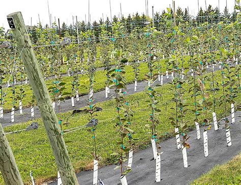 cherry training systems good fruit grower