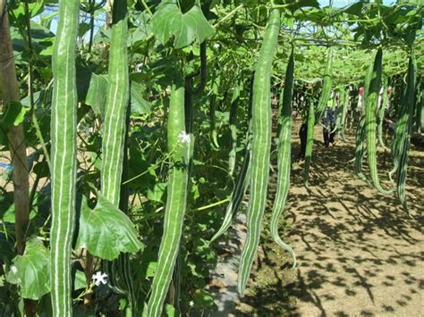 Snake Gourd Recipe Healthy Indian