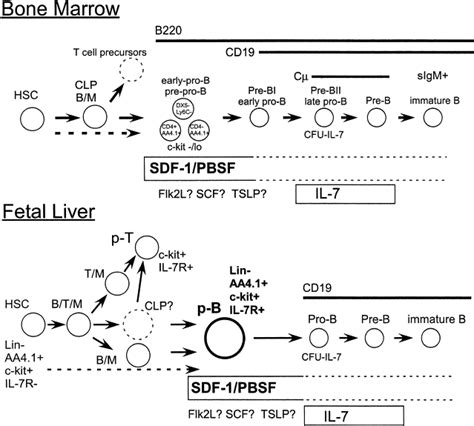 The Earliest Stages Of B Cell Development Require A Chemokine Stromal