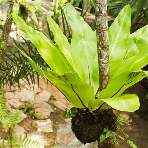 Caring For Crispy Wave Fern Asplenium Nidus In Terrariums Terrarium