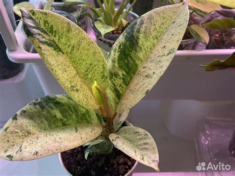 Фикус шривериана муншайн купить в Нижнем Новгороде | Товары для дома и ...