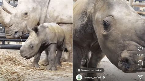 Cerita Kelahiran Badak Putih Afrika Di Taman Safari Bogor Yang Diberi