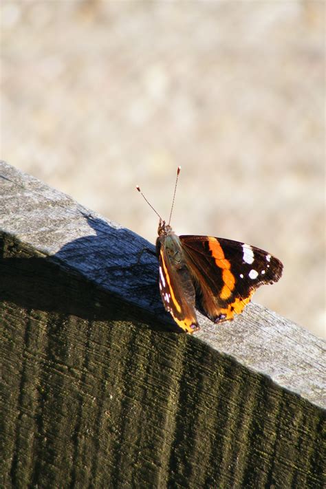 Gratis Afbeeldingen Natuur Vleugel Fotografie Blad Zomer