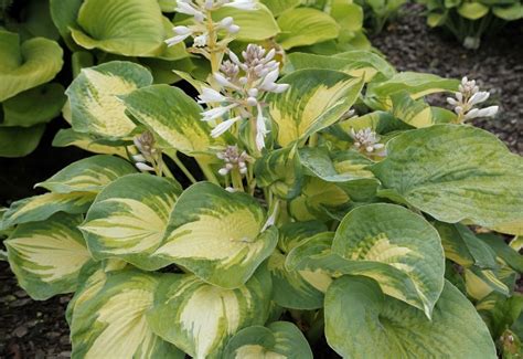 Best Sun Tolerant Hosta Varieties And Expert Growing Tips