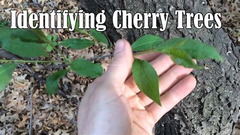 What Does A Cherry Wood Tree Look Like At Mitchell Leadbeater Blog