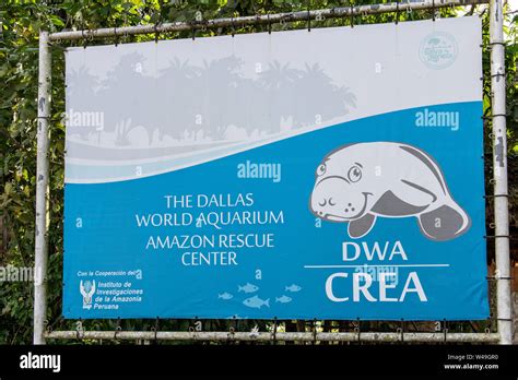 Manatee Rescue Center in Iquitos, Peru Stock Photo - Alamy
