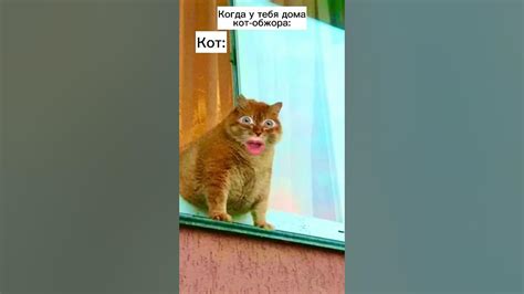 Купи мне сосиски - YouTube