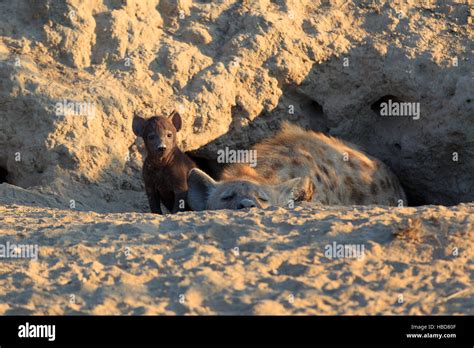 Spotted Hyena With Baby Stock Photo Alamy