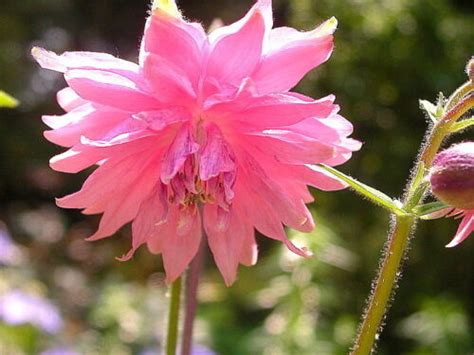 Columbine Barlow Mix 100 Seeds Aquilegia Vulgaris Var Stellata