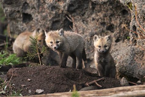 Yellowstone National Park Wildlife | Best Time | Animal Tips