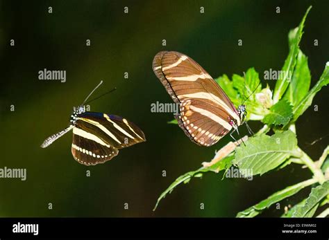 A Male Zebra Longwing Butterfly Flying Towards A Female Stock Photo Alamy