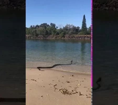 Cobra Gigante Foi Vista Em Uma Praia Pegando Um Sol V Deo