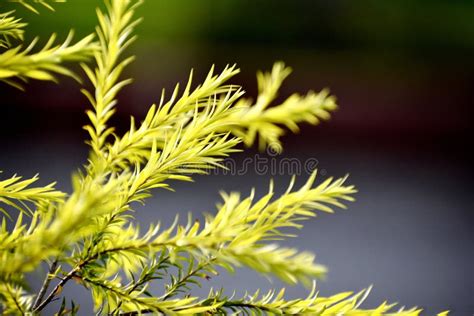 A Beautiful Snap Of New Leave Of Plants Stock Image Image Of Closeup