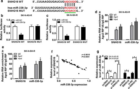 Snhg Is A Sponge Of Mir P A The Putative Binding Site Between