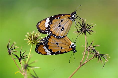 Butterflies Are Mating Butterfly Are Mating Stock Image Image Of