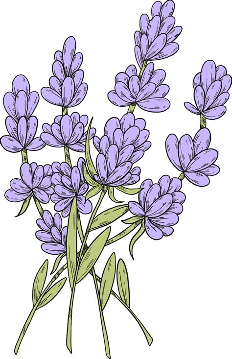 Free Lavender Clipart Collection Download Beautiful Lavender Graphics