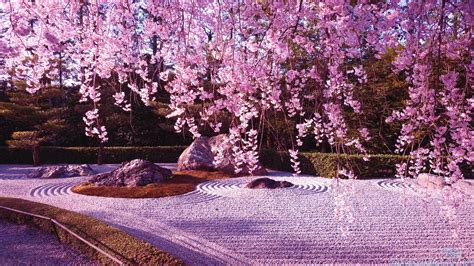 Sakura Flower Wallpapers - Wallpaper Cave