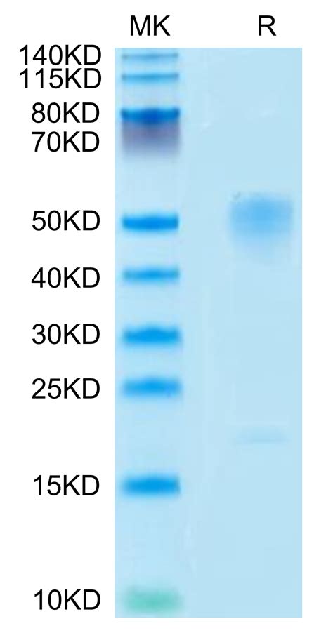 Mouse Gpa Protein Gpa Mm101 Kactus
