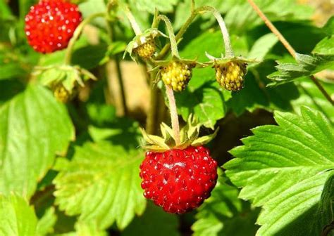 Kako dodatno zaraditi: Šumske jagode kao alternativna proizvodnja ...