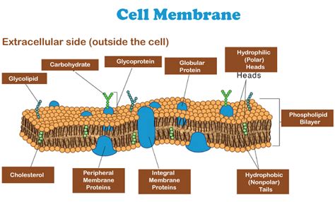 Difference Between Cell Membrane And Plasma Membrane Javatpoint