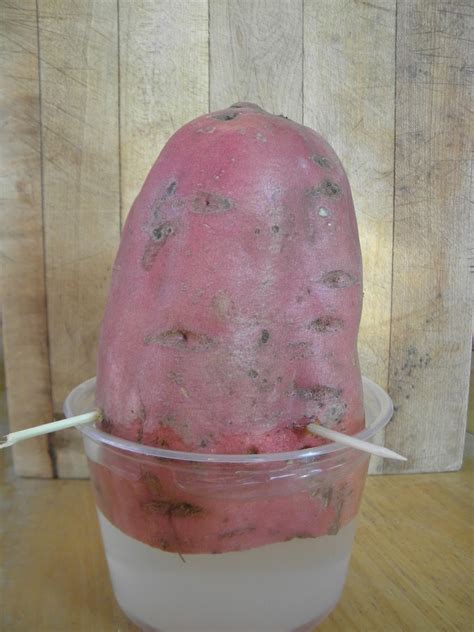 Harvest Kitchen Sisters: Growing Sweet Potato Slips