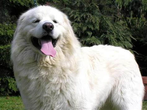 Slovensky Cuvac | Akc dog breeds, Dog breeds, Dogs