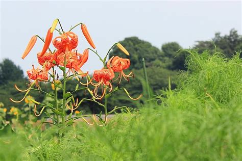 Flowers Lilies Spotted Greens Stamens Hd Wallpaper Pxfuel