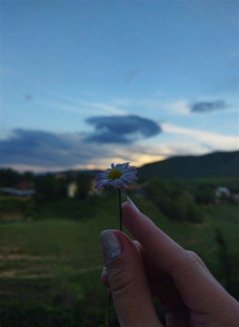 Ромашка эстетика | Outdoor, Garden, Celestial